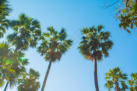 棕榈树对蓝天空 棕榈树对热带海滩海岸 天堂图片