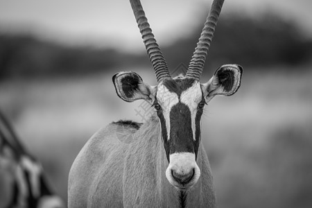 近距离的Gemsbok主演着摄影机 瞪羚 羚羊图片