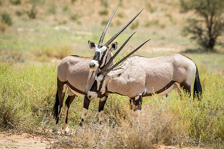 两个Gemsboks在卡拉加迪交界 哺乳动物 公园图片