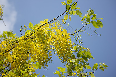 小黄花或决明瘘花 花的 植物群 夏天 热带 毗树图片