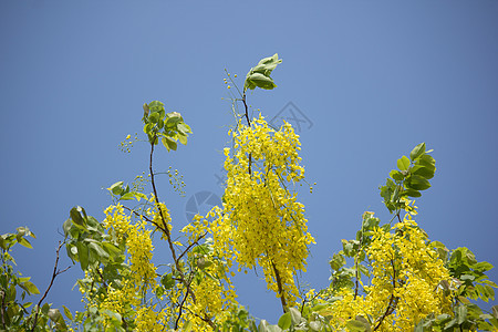 小黄花或决明瘘花 植物 国家的 黄色的 夏天 盛开 花的图片