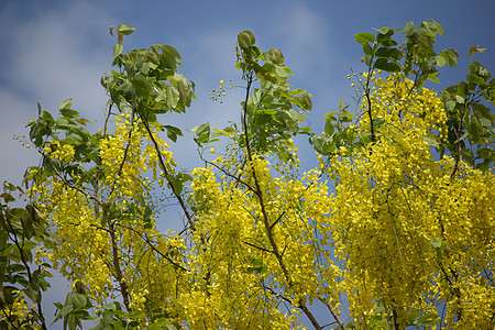 小黄花或决明瘘花 盛开 树 花的 开花 毗树 植物图片