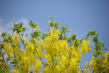 小黄花或决明瘘花 黄色的 开花 树 决明子 植物 瘘管图片