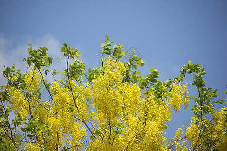 小黄花或决明瘘花 黄色的 开花 树 决明子 植物 瘘管图片