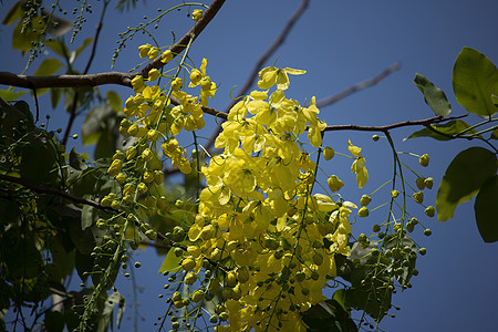 小黄花或决明瘘花 国家的 瘘管 淋浴 植物群 盛开图片