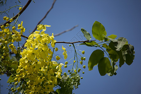 小黄花或决明瘘花 树 开花 夏天 花的 泰国图片