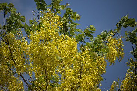 小黄花或决明瘘花 开花 决明子 黄色的 自然图片