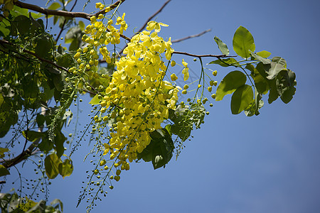 小黄花或决明瘘花 植物 植物群 开花 淋浴图片