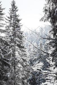 冬季风景 树上满是雪图片