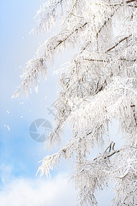 蓝色天空下满是积雪的树枝 季节 木头 美丽 冬天图片