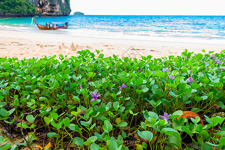 关闭泰国海滩上紫色热带花朵的紧贴活动图片