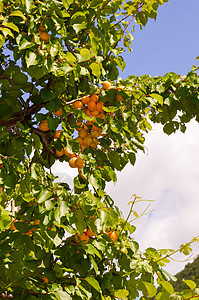 看见一棵有成熟水果的杏仁树图片