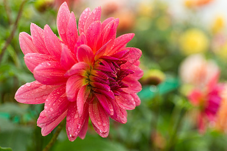 粉红菊花 雏菊 花的 花朵 新鲜的 美丽 花瓣图片