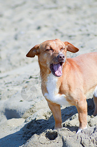 红狗在海浪前 小猎犬 宠物 蓝色的 乐趣 毛皮 假期图片