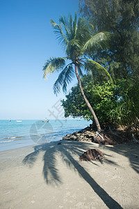 本底蓝天空和海边海滩的椰子树 蓝色的 户外的 棕榈图片