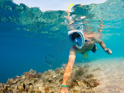 埃及红海 珊瑚鱼在浅水中游上浮泳 生活 潜水图片