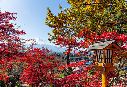 日本的红木和藤田山图片