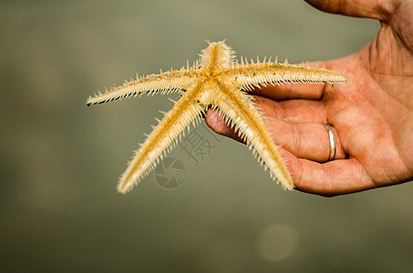 汉上的星鱼 海 横幅 海滩 水下 贝壳 草图 壳图片