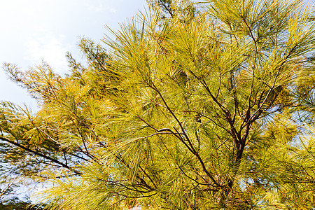 白色松树枝 冬天 假期 圣诞节 自然图片