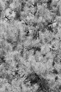 白色松树枝 冬天 针叶树 装饰风格 假期 季节 松果 自然图片