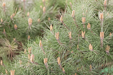 白色松树枝 装饰品 圣诞节 季节 装饰风格 植物群 松果图片