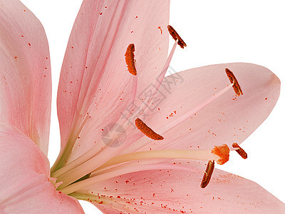 粉红百合花的 Stamens和Pistil 花束 香味图片