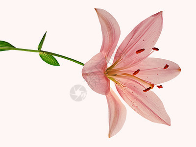 美丽的粉红百合 自然 花束 夏天 花瓣 和谐 香味图片