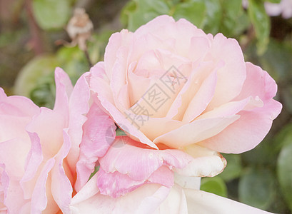 花园玫瑰花朵的鲜红粉红色花束美丽的花束图片