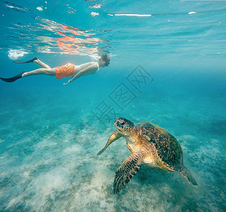 年轻男孩斯诺克尔游泳 带绿海龟 埃及 水下图片