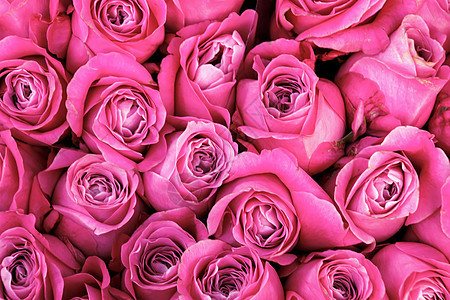 粉红玫瑰花的背景背景图片