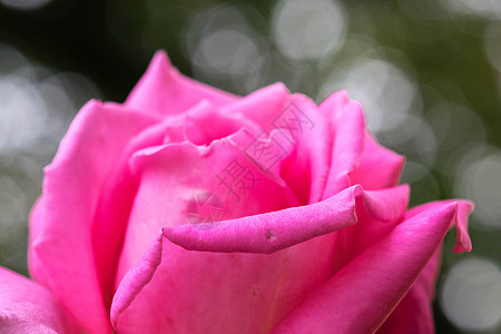 一个美丽的粉红色玫瑰的宏观镜头 盛开的花 爱 假期图片