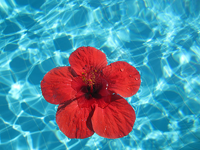 用 bl 漂浮在游泳池中的一朵大红花的特写图像 盛开 花园图片