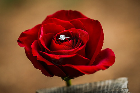 结婚戒指塞进一朵玫瑰里图片