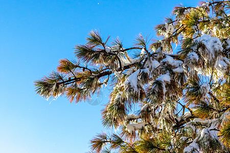 南卡利福尼的气候变化 树木和冰球详细细节 季节 山图片