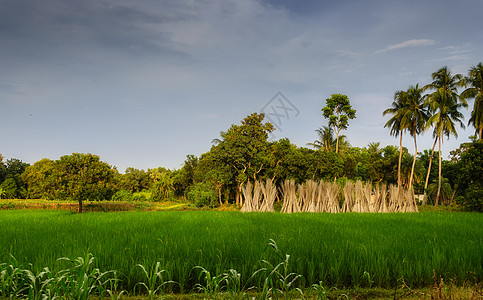 具有复制空间的孟加拉村典型田园风景图 自然图片