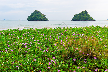 热带沙滩上美丽的紫罗兰花朵 风景图片