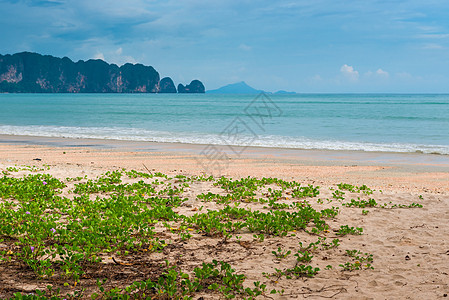 沙沙沙滩 有美丽的花朵和美丽的美景图片