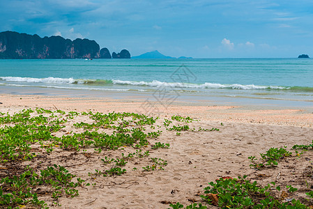 美丽的花朵在度假胜地沙滩上漂浮图片