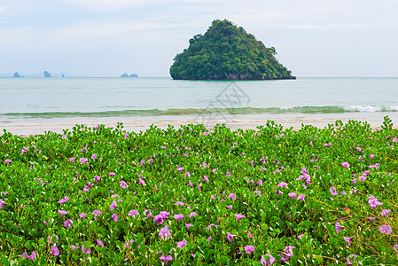 热带沙滩上的小紫色花朵 风景图片