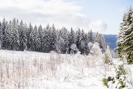 巴伐利亚冬季风景 森林 镇 上巴伐利亚 树木 霜 自然图片