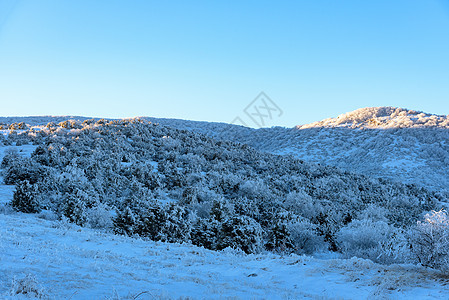 雪山 树木结冰图片