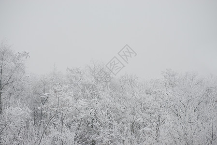 冬季风景 树木覆盖着雾中的冰霜和雪 天气 冬天图片