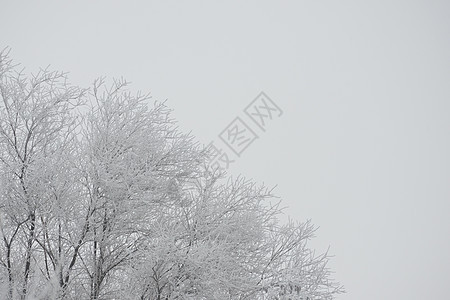 冬季风景 树木覆盖着雾中的冰霜和雪 森林 天空图片