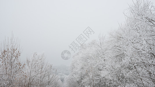 冬季风景 树木覆盖着雾中的冰霜和雪 寒冷的 天空图片