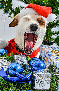 圣诞宠物 季节 传统 小狗 狗 可爱的 假期 金的 小猎犬图片