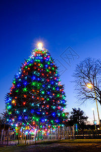 大圣诞树上的多彩明灯 圣诞节快乐 佳节 圣诞祝福 圣诞节 季节性的图片