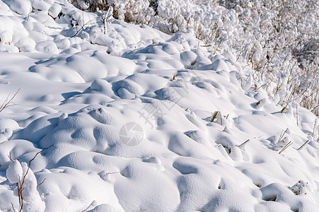 严冬风景的树上新雪盖 霜 冰 十二月 木头 圣诞节图片