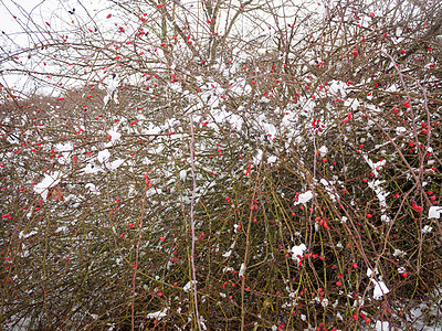 寒冬外的红莓树和棕色树枝 天气 公园图片