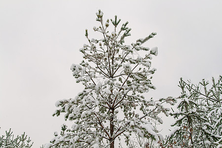 雪松树枝与锥体隔离在惠特 十二月 叶子 季节 圣诞节图片