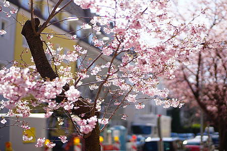 花朵中的樱花 开花 植物 植物群 庆祝 东京 季节 樱桃图片